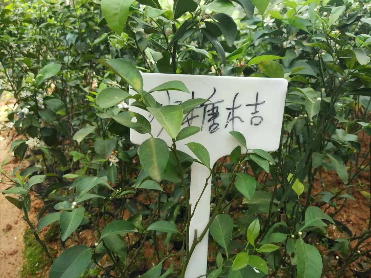灵山县沙糖桔苗 0.5~1米 嫁接苗