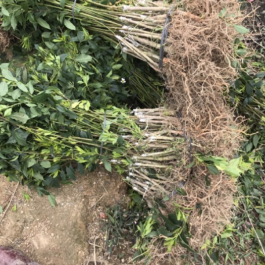 灵山县 正品嫁接银妃三华李苗