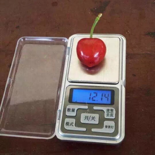泰安布鲁克斯樱桃树苗 