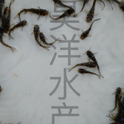 广州杂交黄骨鱼 0.05公斤 人工养殖 