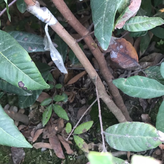 灵山县石峡龙眼苗 正品嫁接石硖龙眼树苗