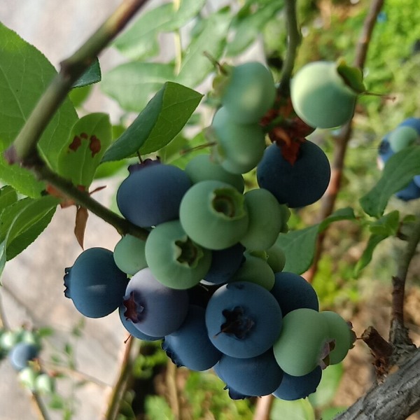 北陆蓝莓 12 - 14mm以上 鲜果