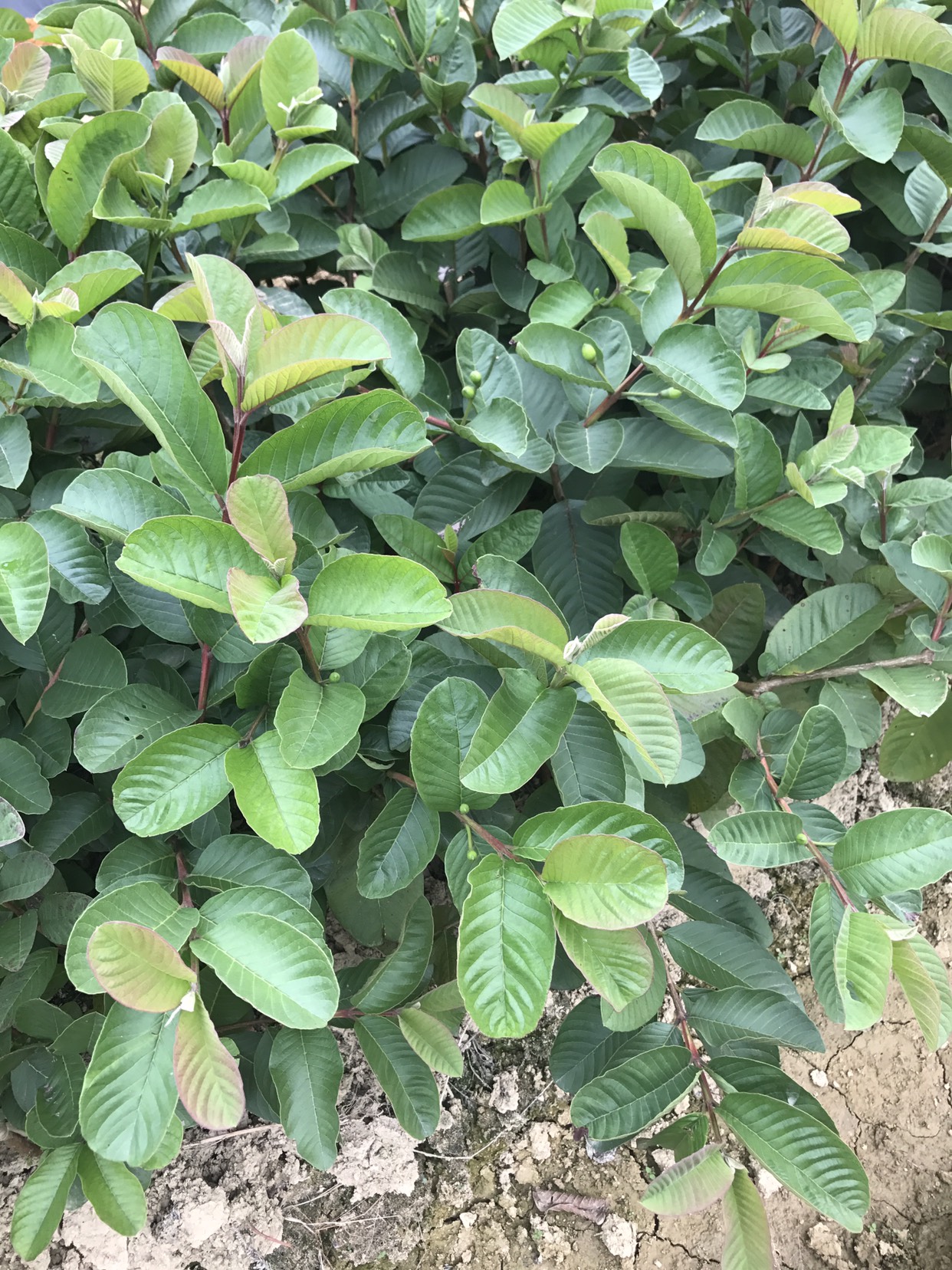 番石榴苗  红宝石芭乐，红宝石番石榴苗