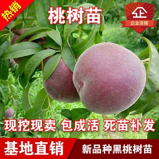 沭阳县黑桃苗 0.5~1米 