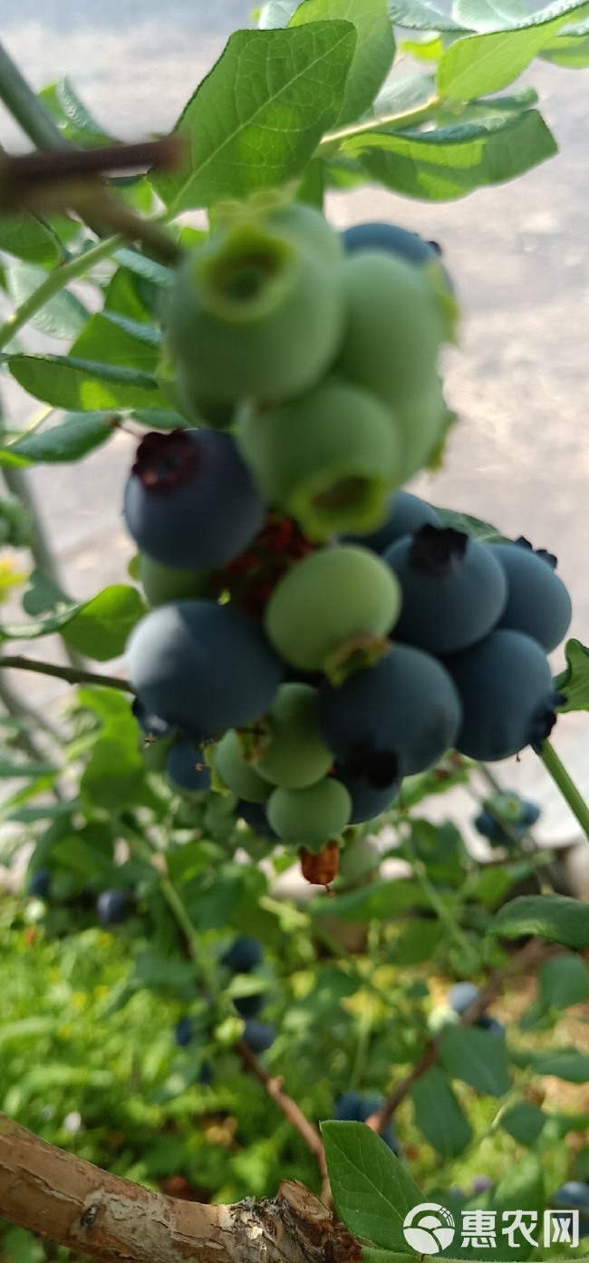 北陆蓝莓 12 - 14mm以上 鲜果