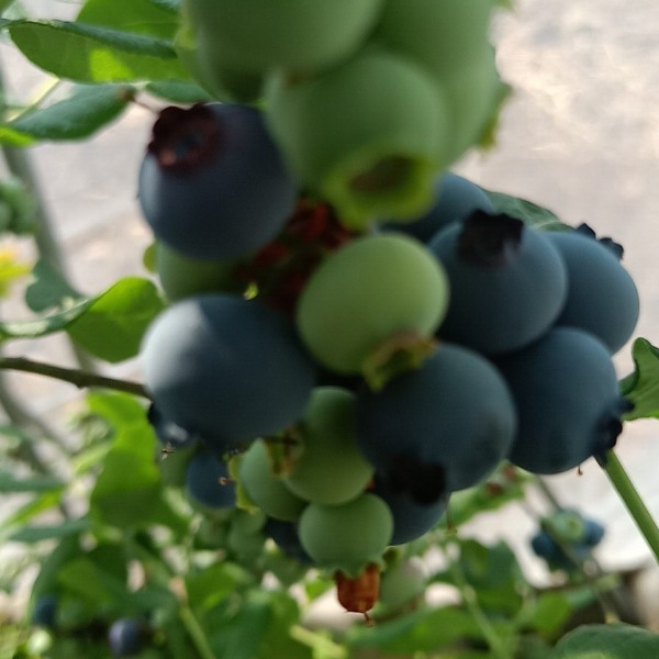 北陆蓝莓 12 - 14mm以上 鲜果