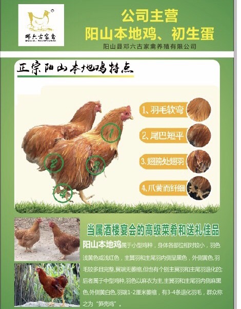 阳山县三黄鸡  阳山鸡母鸡 3-4斤 活体发货 母鸡