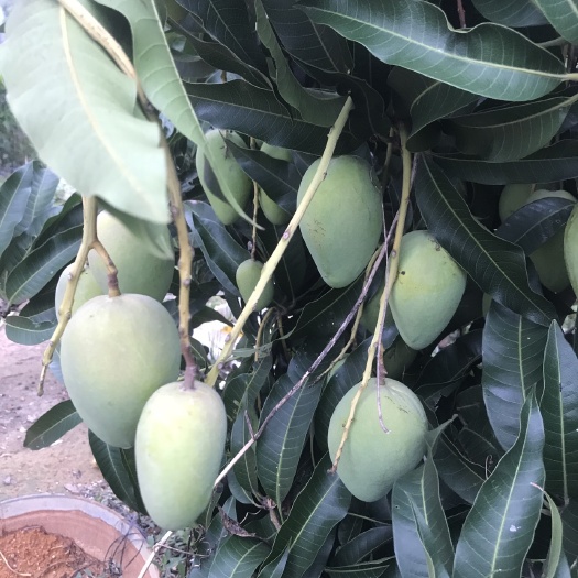 灵山县台农芒果苗