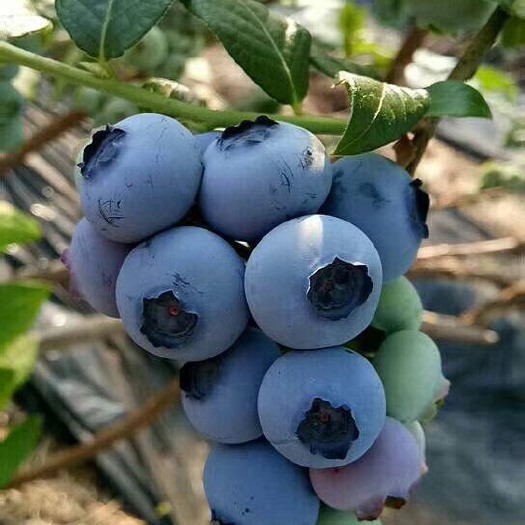丹东北陆蓝莓 鲜果 15mm以上