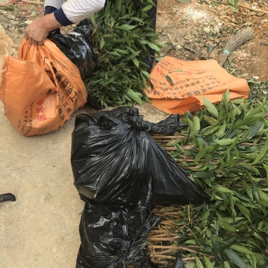 灵山县大叶红莲雾苗  正品嫁接大叶红，黑金刚莲雾树苗