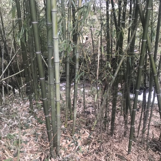 宁国市雷竹 