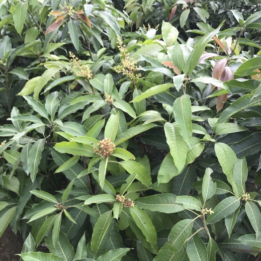灵山县桂七芒果苗