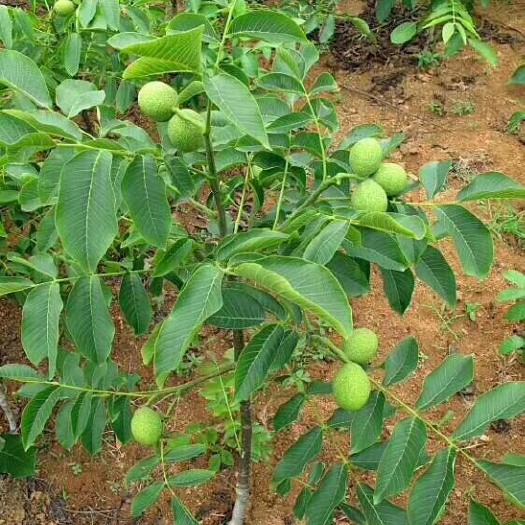 绛县薄皮核桃苗 8518.9818，辽核