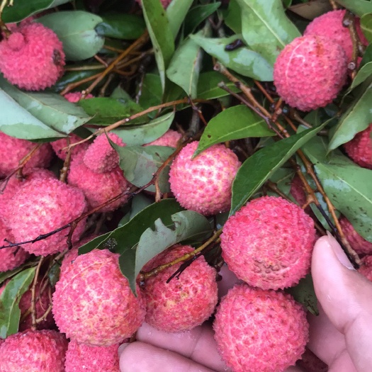 灵山县桂味荔枝苗 嫁接苗 容器苗
