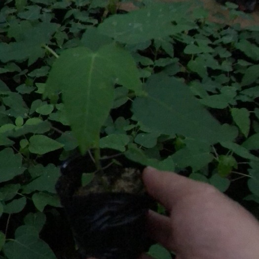 广州红心木瓜苗  