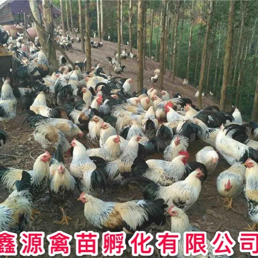 南宁彩凤鸡苗 严格防疫 包活到家 技术指导 承诺无假货 厂家直销