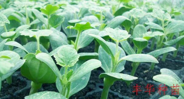 阜南县美都西瓜苗  美都嫁接苗 薇萌美都 全国包邮