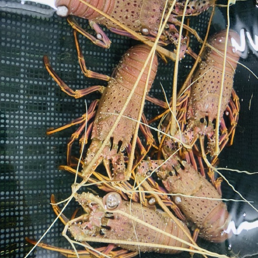 重庆市澳洲龙虾 0.6-0.8斤/只  