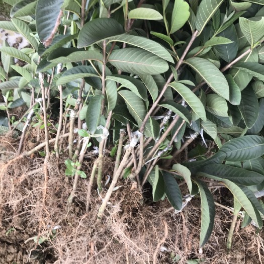 灵山县红心芭乐番石榴苗 正品嫁接四季红心番石榴，西瓜芭乐苗