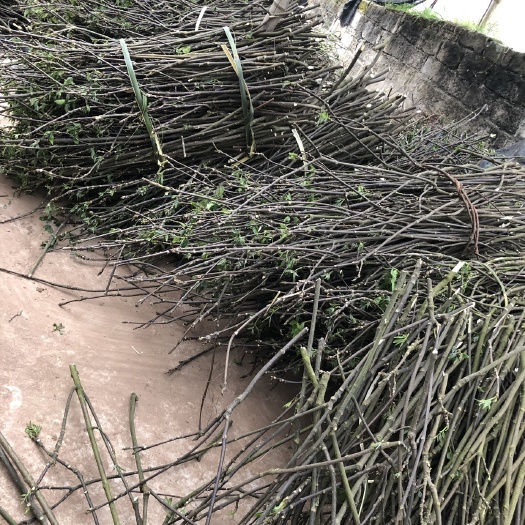吴茱萸种子 吴茱萸中花枝条，量大从优，