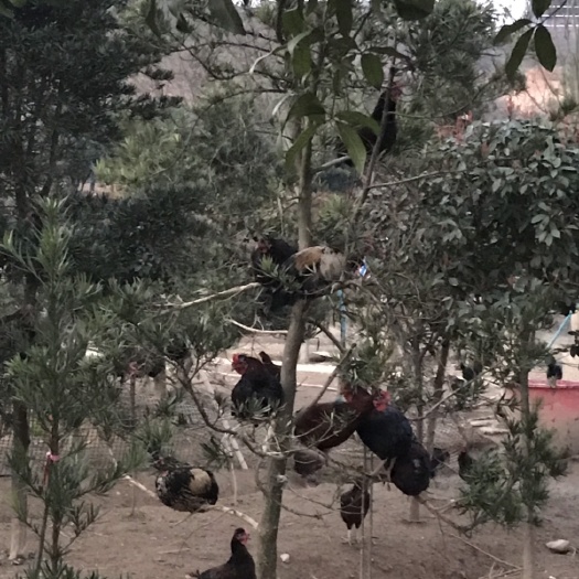 长沙土鸡 从小就吃玉米，菜叶，青草长大，