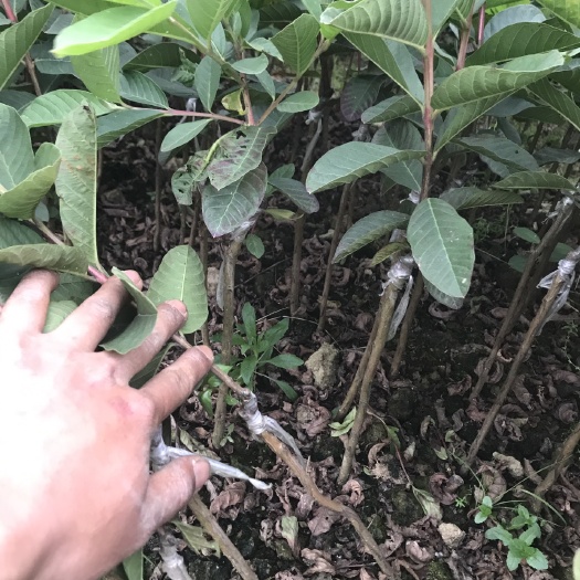 灵山县四季珍珠番石榴苗