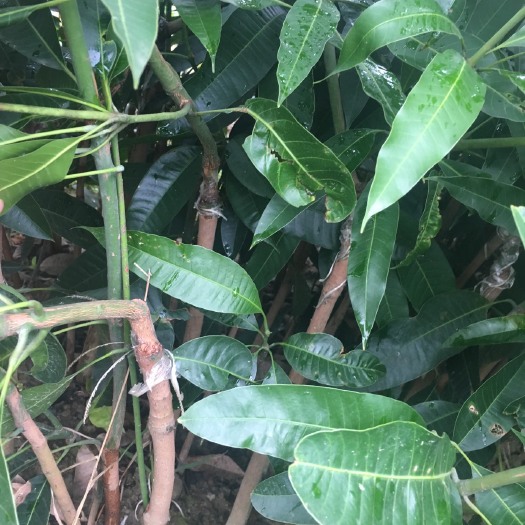 灵山县 正品嫁接金煌芒果苗