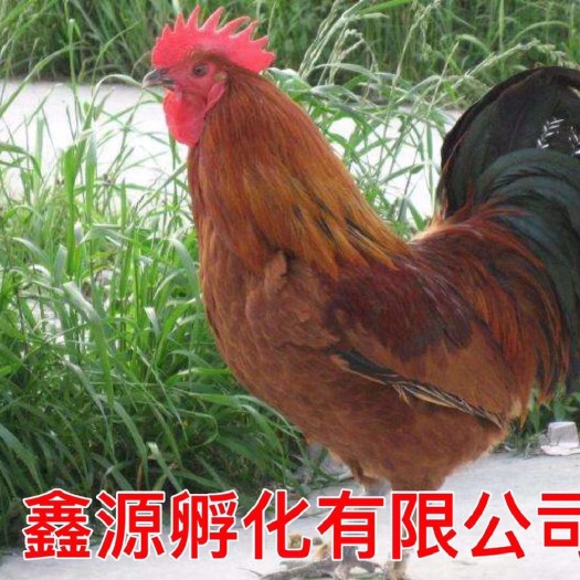 南宁青脚麻鸡苗 严格防疫 包活到家 技术指导 承诺无假货 厂家直销