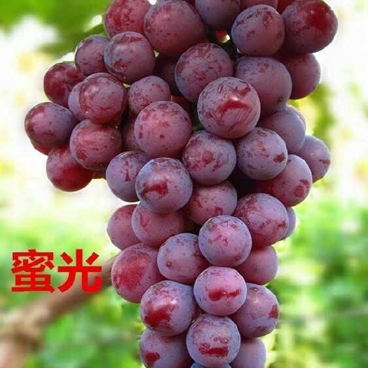 卢龙县蜜光葡萄苗