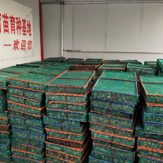 潜江市小龙虾苗