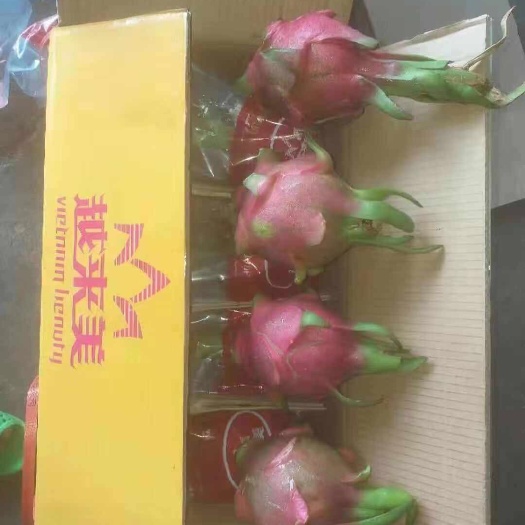 南宁红皮白肉火龙果 特大（1斤以上） 
