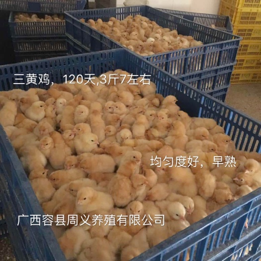 容县三黄鸡苗 