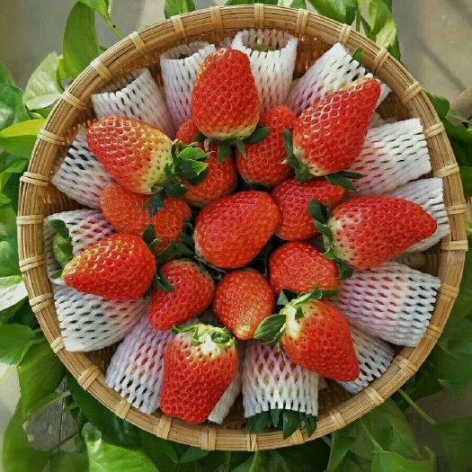 徐州奶油草莓 30克以上 
