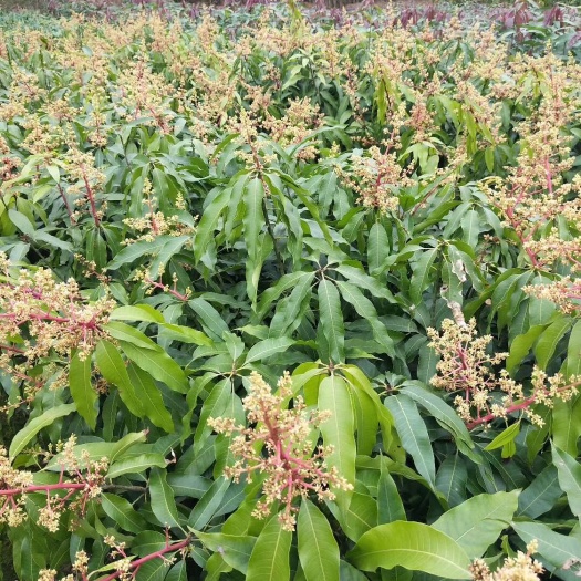 灵山县台农芒果苗