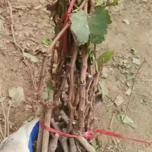 绛县巨峰葡萄苗