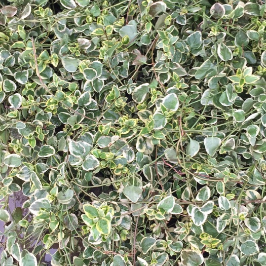 常州花叶珊瑚 