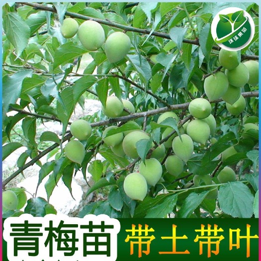 普宁市青梅树苗 成品树