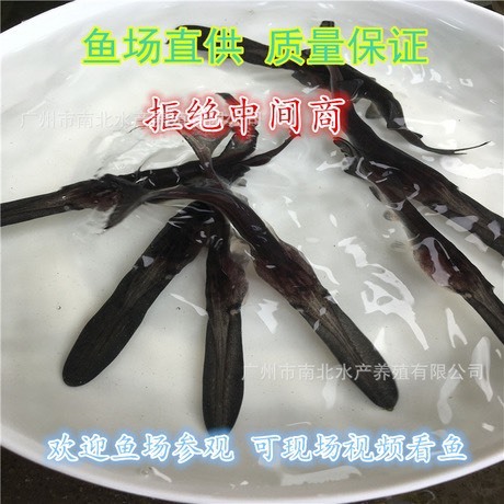 广州鸭嘴鱼苗 
