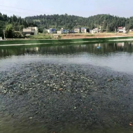 中江县草鱼苗 都是成鱼了