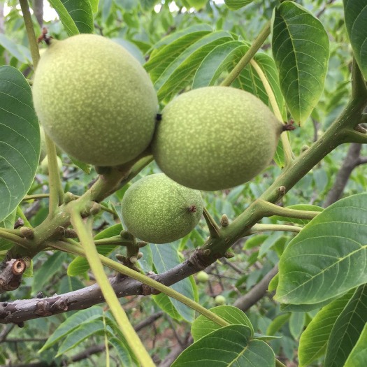 昆明青皮核桃 