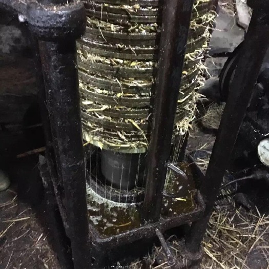 福州白花茶山茶油 