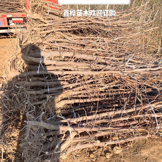 泰安冬枣树苗 