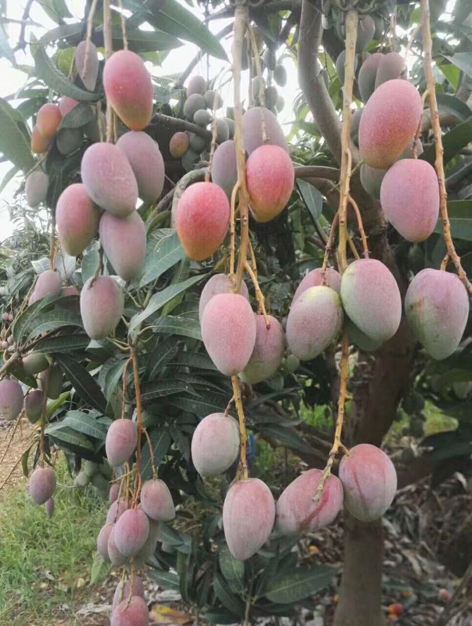 貴妃芒果苗  味道鮮甜核小皮薄口感好