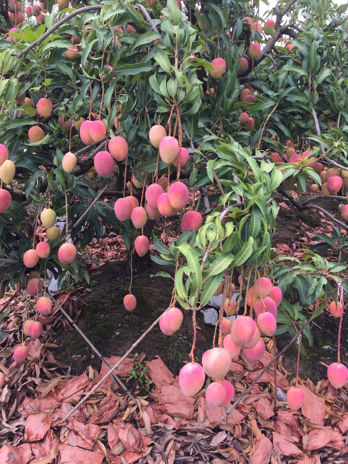 攀枝花红芒 4两以上 