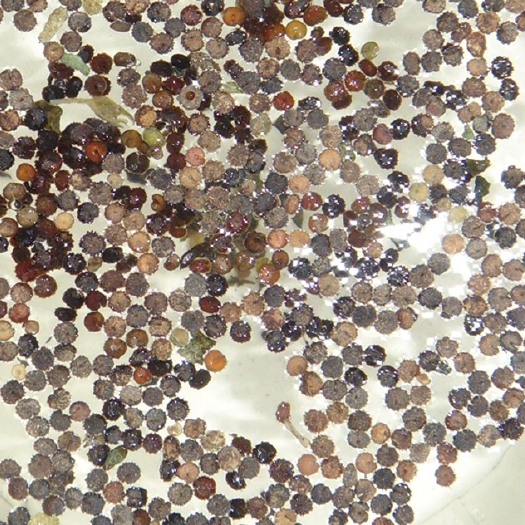 安国市白花菜子 白花菜子种子