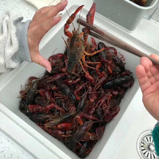 淮安中国龙虾 红虾