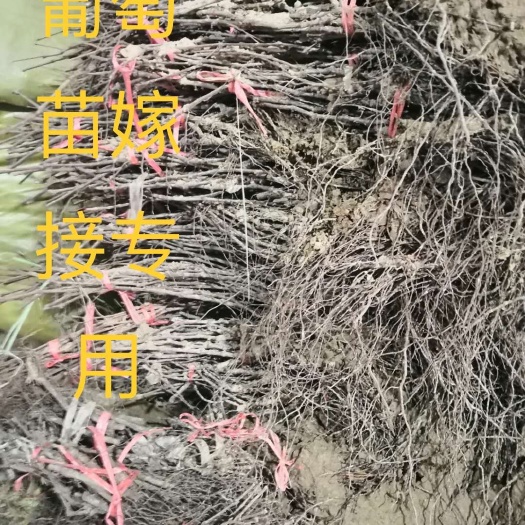 平邑县贝达葡萄树 