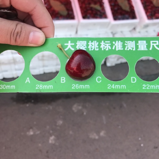 烟台美早樱桃 5-8g 28-30mm 