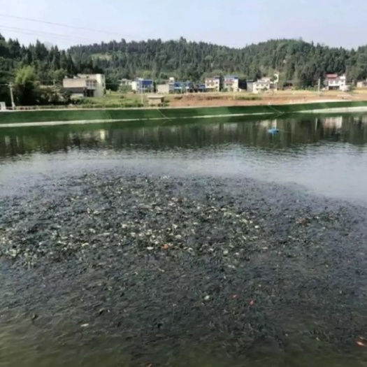 大英县花鲢苗 