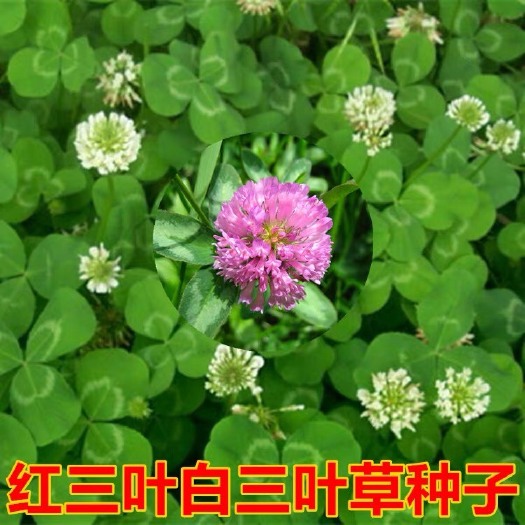 沭阳县三叶草种子 白三叶红三叶种子多年生牧草